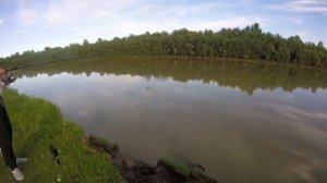 Рыбалка на фидер на реке Алей Сазан, карась, подлещик