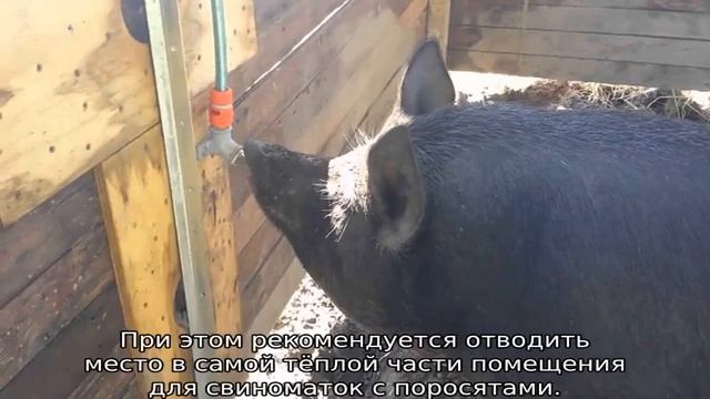 Сарай для свиней смотреть онлайн