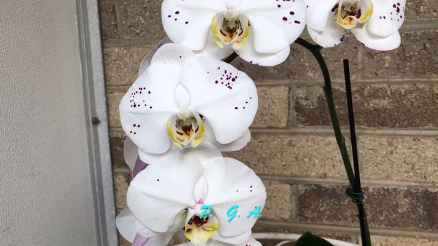 MY NEW UNIQUE ORCHID - GORGEOUS! I NAMED HER "INK SPLASHES". WHY UNIQUE - WATCH VIDEO! смотреть онлайн