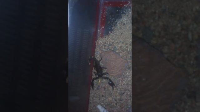 Императорский скорпион смотреть онлайн