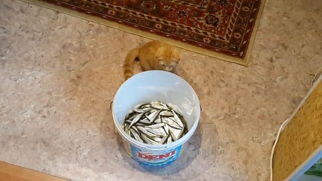 Гурьевск
Рыбалка смотреть онлайн