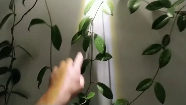 Мой способ подвязки(опоры) для лиан смотреть онлайн