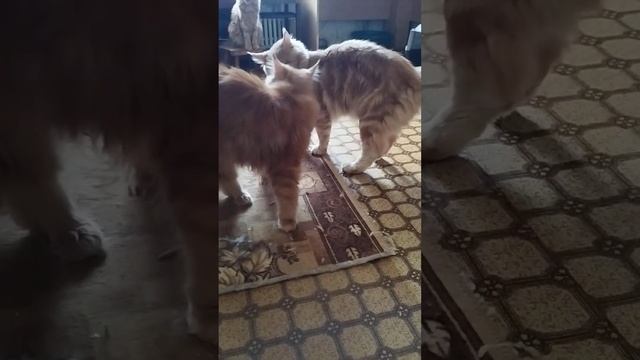 Пушистая рыжая банда! Котята породы мейн-кун. Папа кот, котятки и мамки кошки. Котята в предложении смотреть онлайн