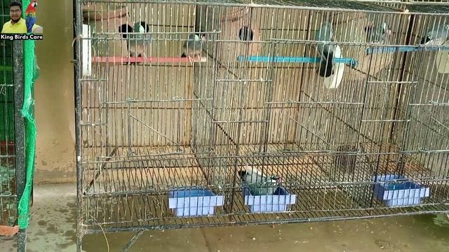 Java sparrow information | Breeding tips | Care Tips | Young and adult difference смотреть онлайн