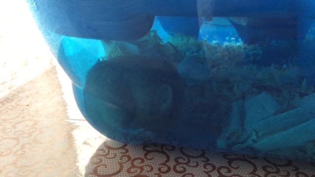 Мышь рожает малышей. смотреть онлайн