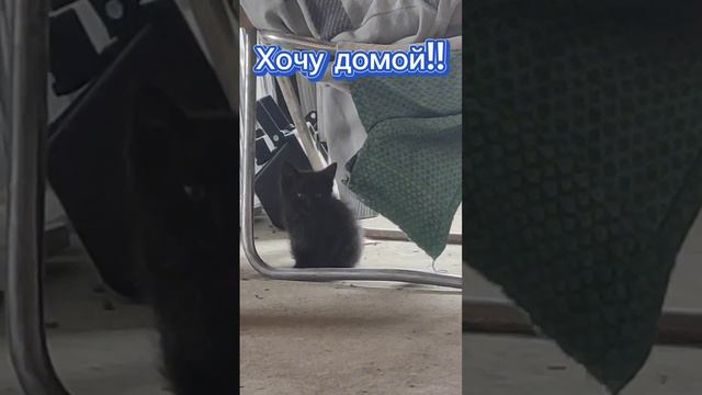 Смоленск. Делай добро. Спаси котят!! смотреть онлайн