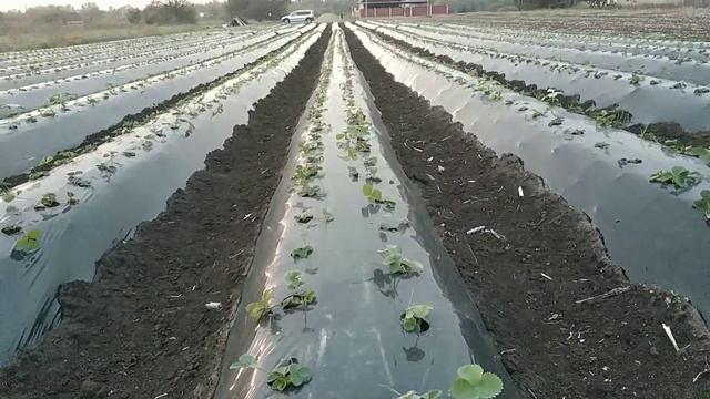 Капельная лента и её водовылив смотреть онлайн