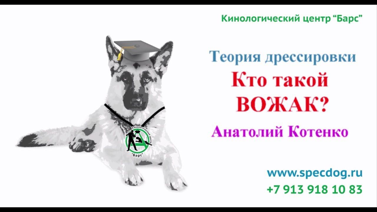 Кто такой ВОЖАК? Кинологический центр Барс. смотреть онлайн