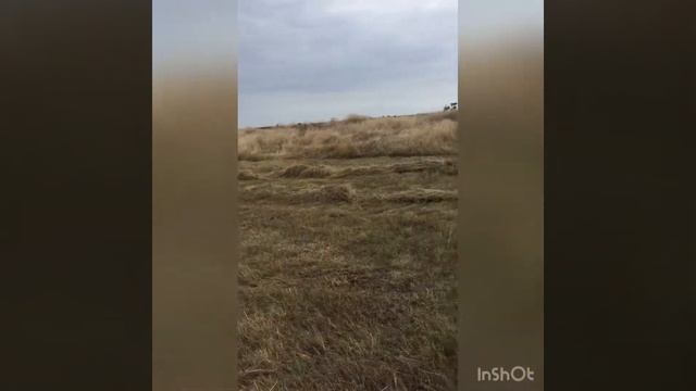 Заготовка сена , трактор т 40 , грабли навесные , пресс сипма смотреть онлайн