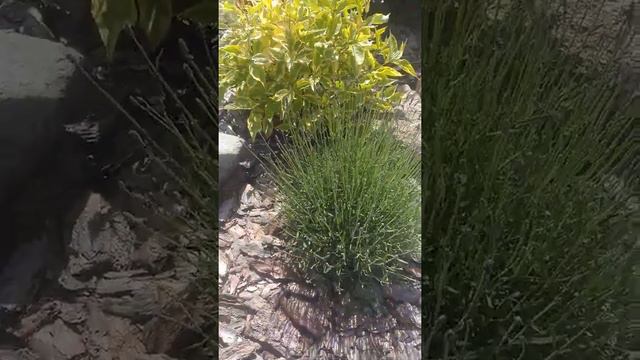 Лаванда будет расти аккуратным, круглым кустом не старея. смотреть онлайн