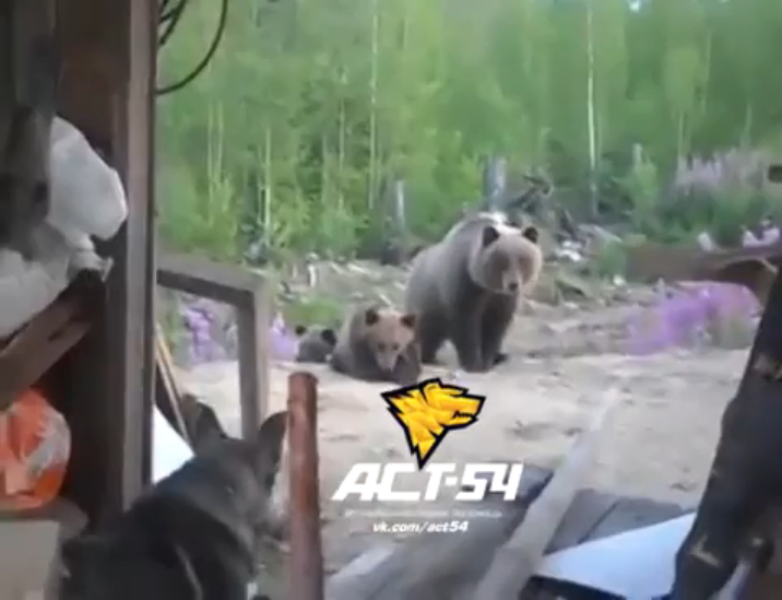 Засняли свою гибель смотреть онлайн