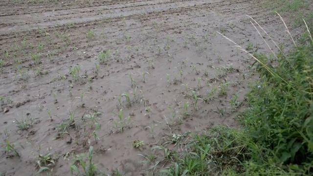 Опыт пользователей с глубокой обработкой почвы - Глубокорыхление под картофель смотреть онлайн