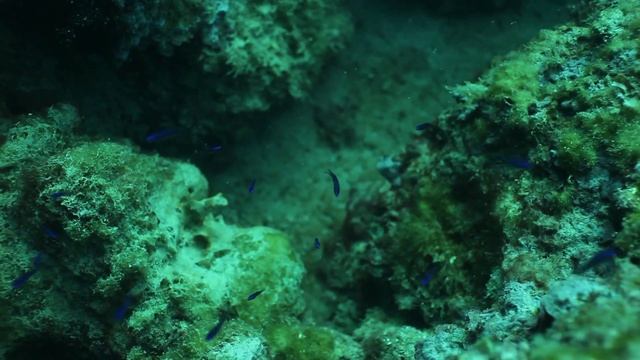 Project Abyss смотреть онлайн