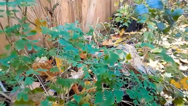 Intro to Fumeworts / Birds-in-a-bush Plant / Corydalis смотреть онлайн