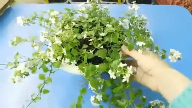 Бакопа. Домашний цветок. смотреть онлайн