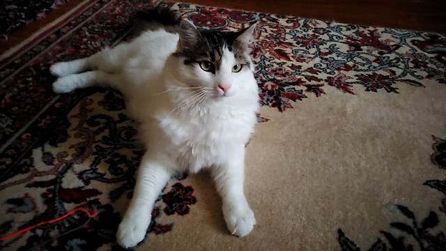 Tatlı çılgın Kediler Günlük Vlog Komik Videolar #viral #video #niloya #funny #fyp #mickeymouse