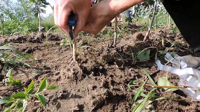 Окулировка груши. Летняя прививка груши почкой. Summer inoculation of a pear with a bud. смотреть онлайн