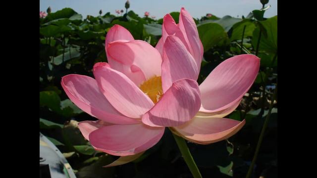 Лотосы седого Ахтаниза смотреть онлайн