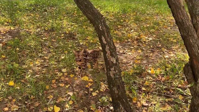 Прогулки по деревьям бенгальского кота Бакса…. смотреть онлайн