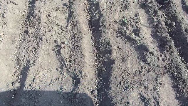 Посадили лук,морковь ,фасоль,горох. смотреть онлайн