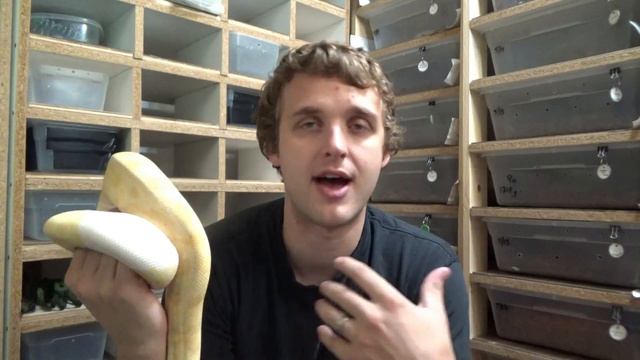 How Does Breeding Ball Pythons Year Round Work? смотреть онлайн