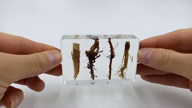 Коллекция "Виды корневых систем" (акрил) смотреть онлайн