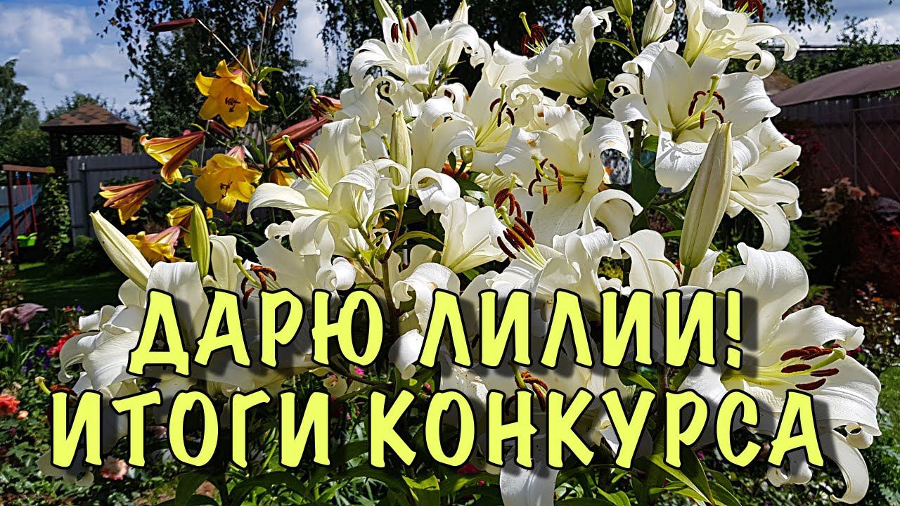 Дарю ЛИЛИИ. Итоги конкурса смотреть онлайн