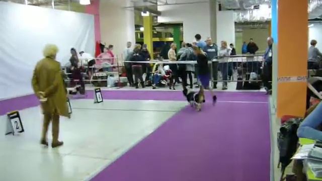 Выставка 25.11.2017 Фортуна - моно смотреть онлайн