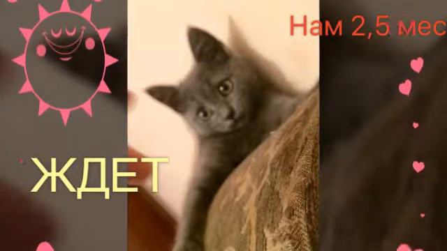 Отдаем в добрые руки котенка, Махачкала смотреть онлайн