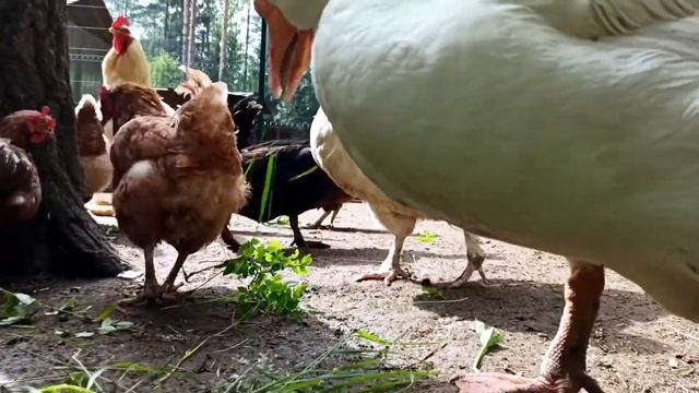 Петух кукарекает / Разные породы петухов поют / Different Breeds Of Roosters Sing / The Rooster Cro