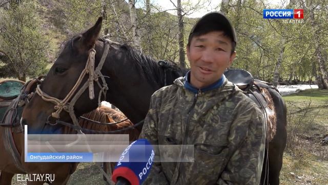 В Республике Алтай заканчивается сезон цветения маральника смотреть онлайн