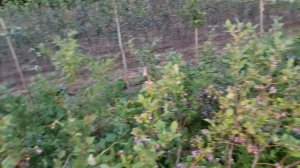 Как успешно выращивать голубику