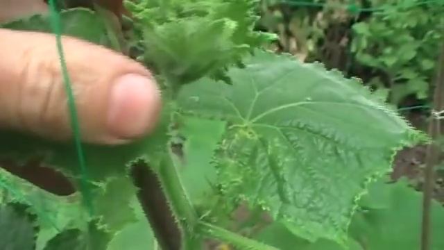 Пустоцвет на огурцах. Что делать? Советы. Сад и огород выпуск 233 смотреть онлайн