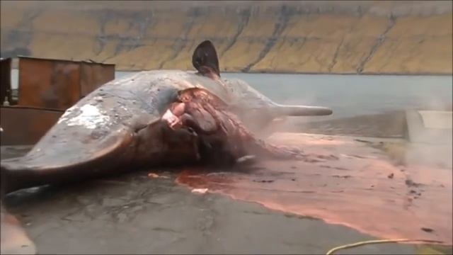 А вы видели, как умирают киты. смотреть онлайн