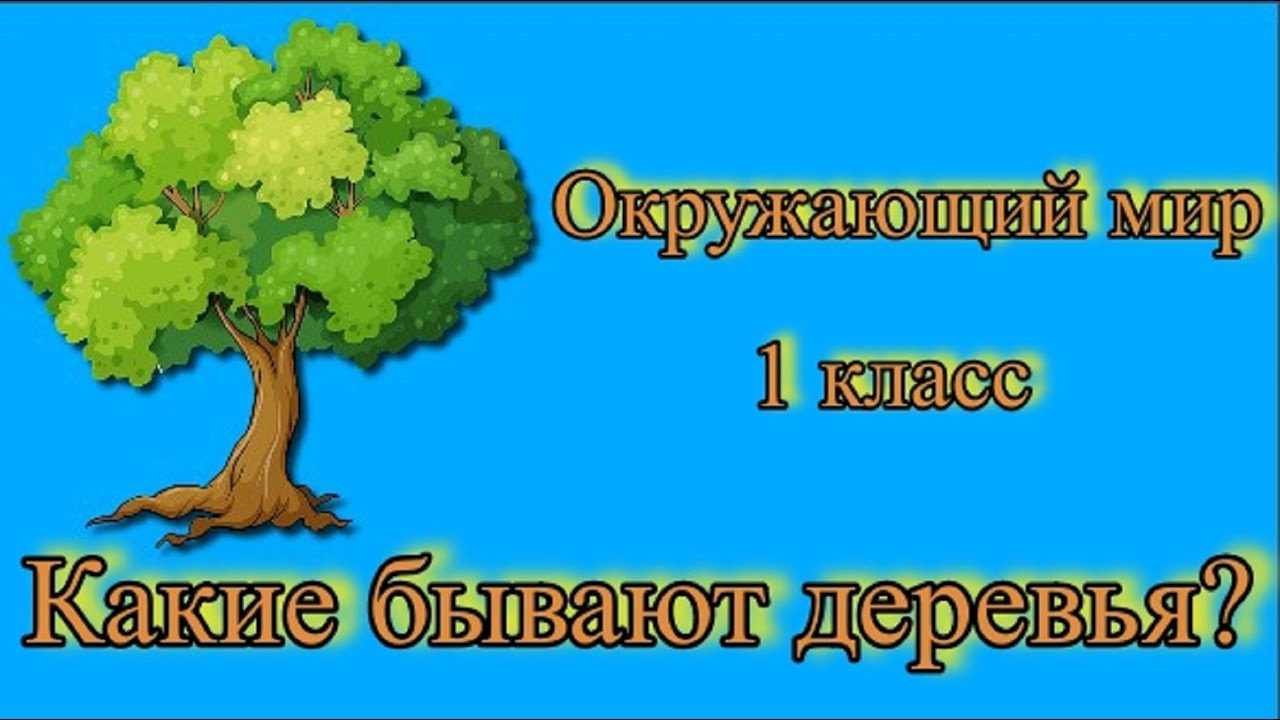 Какие бывают деревья. смотреть онлайн