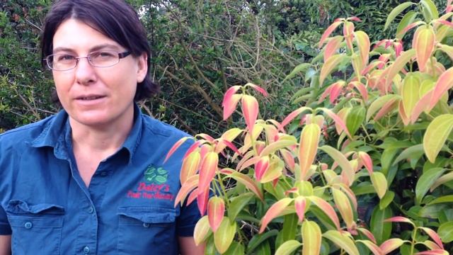 How To Grow A Cinnamon Tree