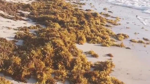 Путешествуем вместе ДРЕВНИЙ ОКЕАН смотреть онлайн