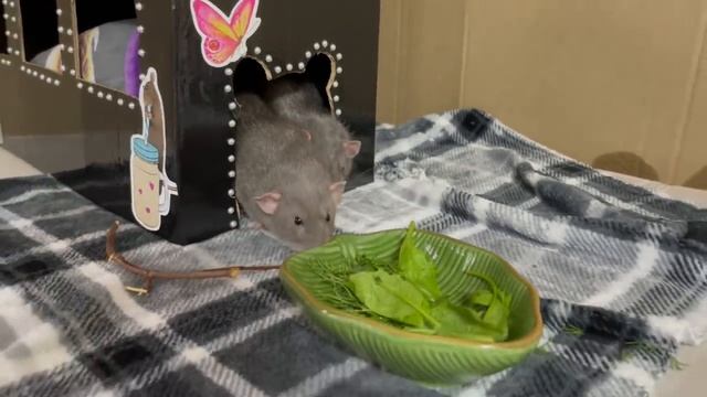 Зелень для крыс | Выгул крыс ? смотреть онлайн