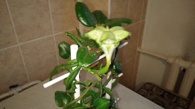 Церопегия Сандерса смотреть онлайн