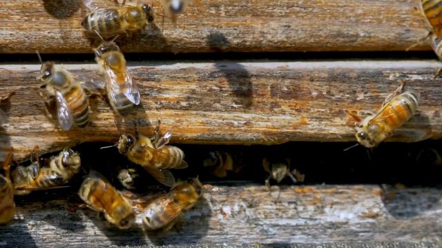 Пчёлы. Bees смотреть онлайн