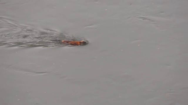 Ондатра в Томи плавала. Кемерово смотреть онлайн