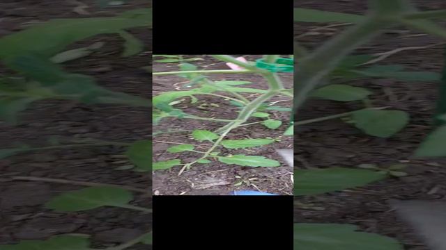 КАК ПРАВИЛЬНО ФОРМИРОВАТЬ ИНДЕТЕРМИНАНТНЫЕ ВЫСОКОРОСЛЫЕ ТОМАТЫ.. смотреть онлайн