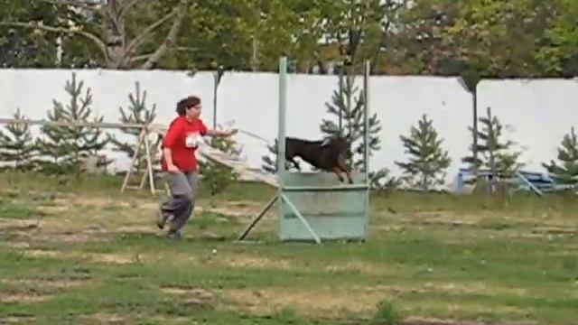 Новые преодоления препятствий смотреть онлайн