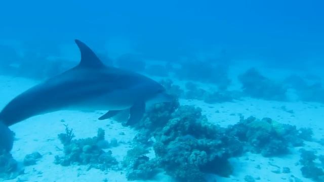 Внезапно Дельфины! смотреть онлайн