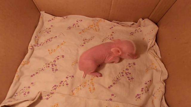 Плачу весь день.... Думаю это последняя её ночь. Я старалась.