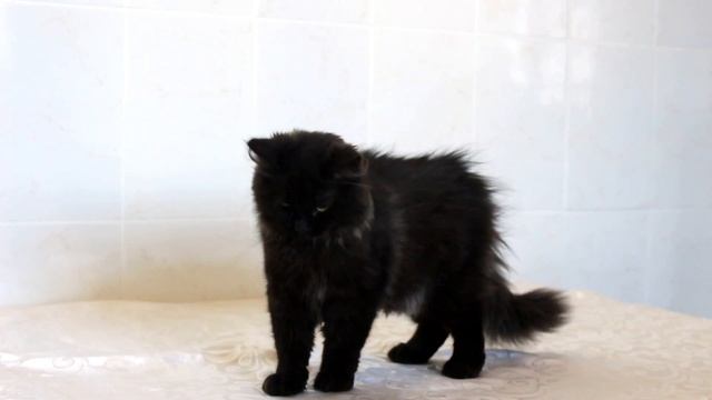 Синтара или по-домашнему Чуня :) сибирский котенок смотреть онлайн