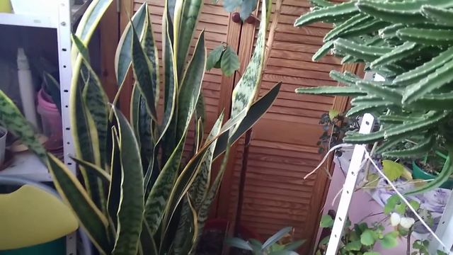 18.01.19г.О пересадке,об обрезке,о поливе смотреть онлайн