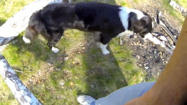 75. Движение за рукой. Как разогреть собаку и включить в работу. Разминка! смотреть онлайн