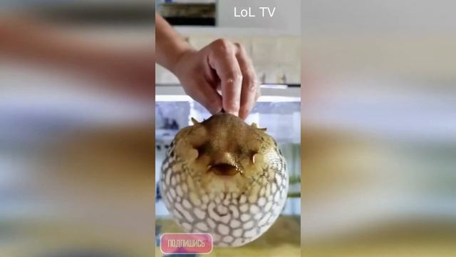 САМАЯ ЯДОВИТАЯ И СМЕШНАЯ РЫБКА В МИРЕ / РЫБА - Фугу смотреть онлайн