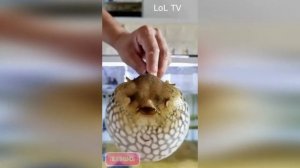 САМАЯ ЯДОВИТАЯ И СМЕШНАЯ  РЫБКА В МИРЕ / РЫБА - Фугу